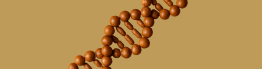 Macadamias on a green background