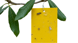 Fly trap on a macadamia tree branch