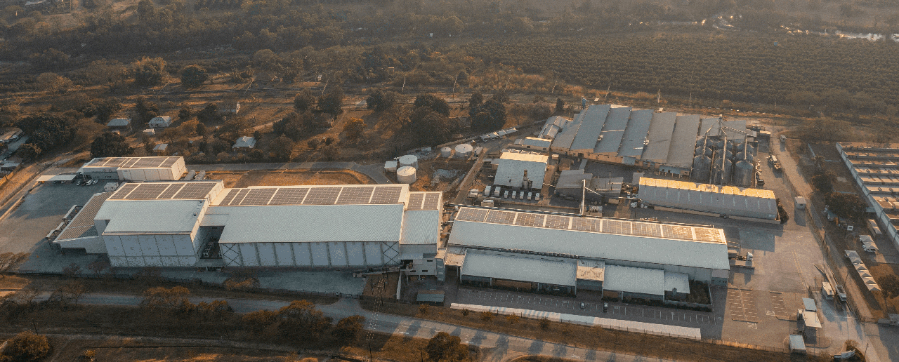 Golden Macadamias Farms