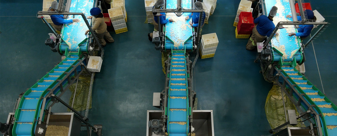 Golden Macadamias Farms