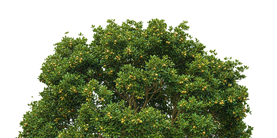 Macadamia tree crown