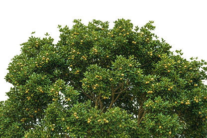 Macadamia tree crown