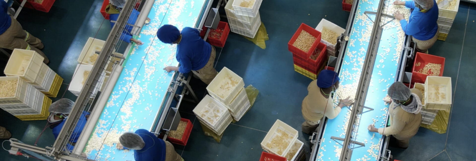 Workers sorting nuts on a conveyor