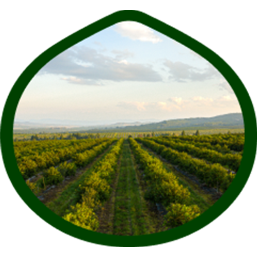 Our Trusted Network of Farms